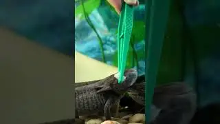 Аксолотли кушают Кальмар.