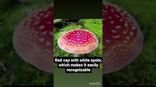 Amanita muscaria mushroom