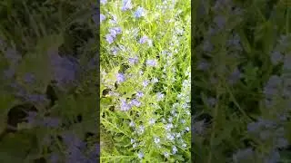 Растение Синяк обыкновенный или Румянка.🌱medicinal plants
