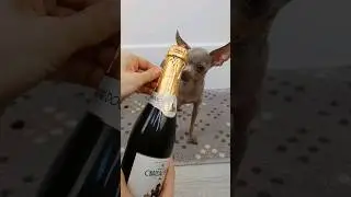 собачее шампанское 