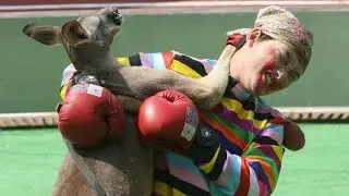 funny animal videos