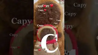 #capybara
