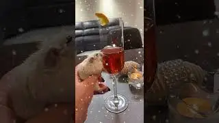 Я так хочу розового шампанского ледяного! Хомячки! 