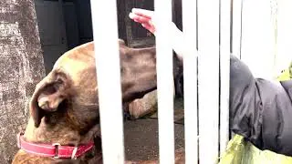 A Day In The Life-Dogtails