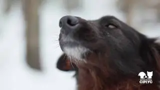 дрона и клипса