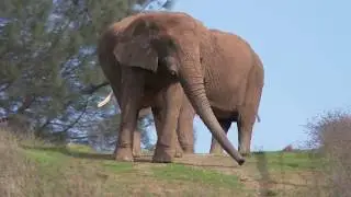 Maggie The Elephant Where Are They Now
