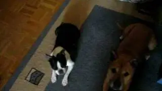 Sidney und Lenny machen toter Hund