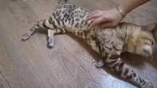 Бенгальский снежный кот