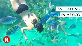 I've Never Seen So Many Fishes In My Life // Snorkeling in Cabo, Mexico