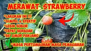 3 TIPS MERAWAT STRAWBERRY | LEBIH SUBUR, CEPAT BERBUAH & BERUMUR PANJANG