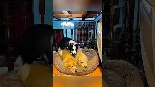 These dogs can't sleep without each other 🐶❤️ 