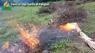 Sarifa farm: Day- 11 Clearing the field for corn planting