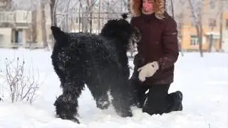 Русский черный терьер (home video) - 