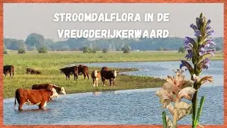 OP VERKENNING IN DE VREUGDERIJKERWAARD 🌿