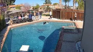 Dog Runs On Water