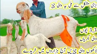 top class quality main 3, 3 bacchon wali bakriyan raziq goat fram hasilpur