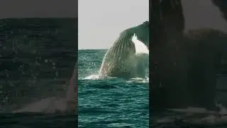 USA Travel Bucket List: Whale Watching in 