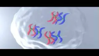Prophase | Genetics | Biology