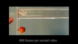 Dropping a Feather in a Vacuum and an Apple in Air