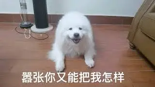 原来你有小爪爪的呀？