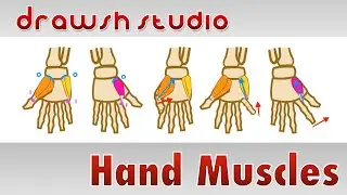 Muscles of the Hand