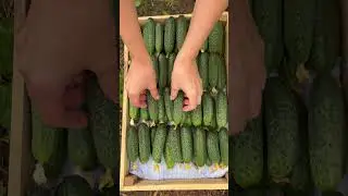 УТРО СУББОТЫ ПЕТРОВЧАН ЛЕРЫ И ДИМЫ 👍