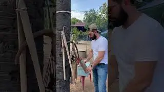 Как добывают пальмовый сахар? Самый полезный сахар! Сахар зло?! Как получают сахар 