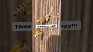Crazy Hungry Bees! 🐝 #shorts #bees #crazy #hungry