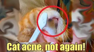 Cat Acne Cleaning and Care - SPA Day for My Kitty