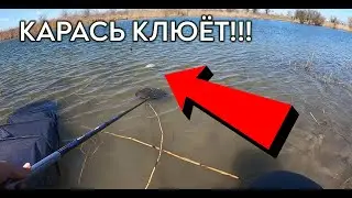 КУЧА карася на ФИДЕР. СУПЕР рыбалка!!!