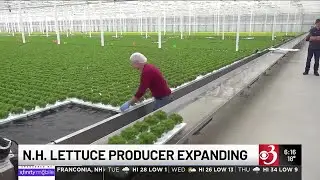New Hampshire hydroponic grower prepares for further expansion