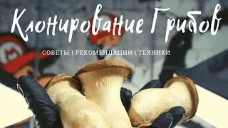How to clone Mushrooms? What you need to know about Mycelium
