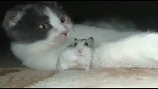 без описания, на 1к сабов палю голос