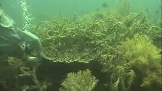 POISONING FISH (FISHING WITH CYANIDE)