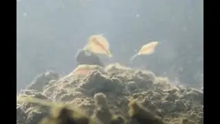 Монстры в аквариуме