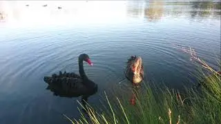 Swan Lake - Ambient Guitar Only - Relaxing Music