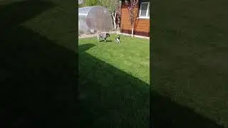 4 Мила на прогулке. Веселье!