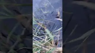 браконьеры,сети ловля щуки,мамка на 20 кг,нерест,сазан,рыбалка