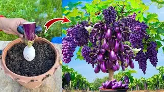 Simple tips for Growing Eggplant tree with Grapes fruit For grow at home,How to  Grafting Tree