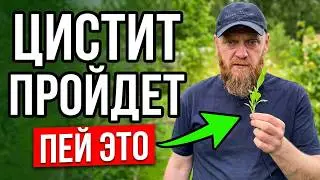 Цистит, мочевой пузырь боли, что делать