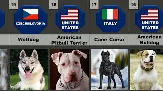 40 Most Dangerous Dog Breeds in the World