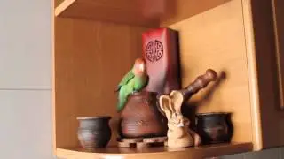 Говорящий неразлучник.