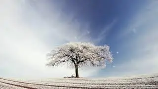 Video Background | Winter Tree | 4K | 100% Free Background Video Loop | HD | Animation Video