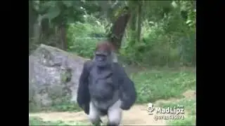 bedo tek