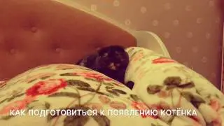 Как подготовить дом к появлению котёнка