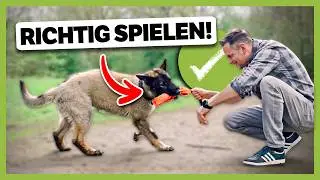RIGHT and WRONG playing with your dog: This is the difference