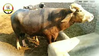 beautiful breeder new video desi vlog|breeder bull competition|Buffalo Farming