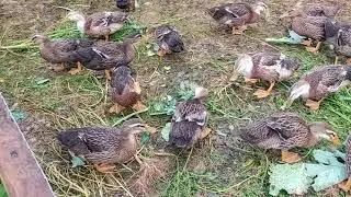 Как утки едят капусту.