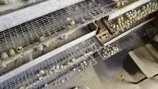 Сравнение, молодые несушки и старенькие, сколько яиц?