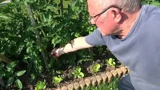 entretien des pieds de tomates